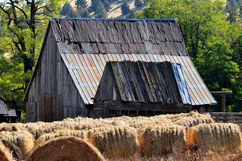Weathered barn with a metal roof, surrounded by hay bales and lush greenery in the background.