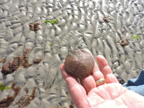 A hand holding a round, shiny stone above a sandy beach with ripples and patches of seaweed in the background.