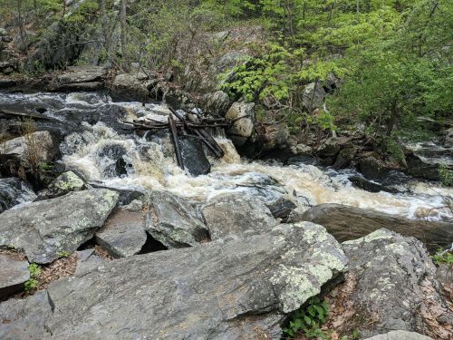 A rocky stream flows through a lush green forest, with fallen branches and moss-covered stones along the banks.