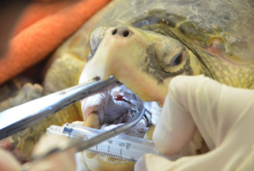 A close-up of a veterinarian performing a procedure on a turtle, using tools and a syringe inside its mouth.