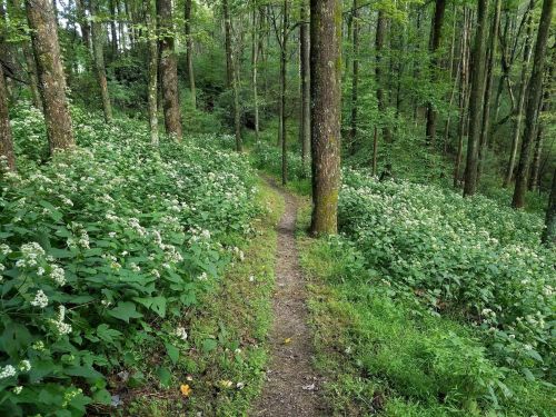 A narrow dirt path winds through a lush green forest, surrounded by flowering plants and tall trees.
