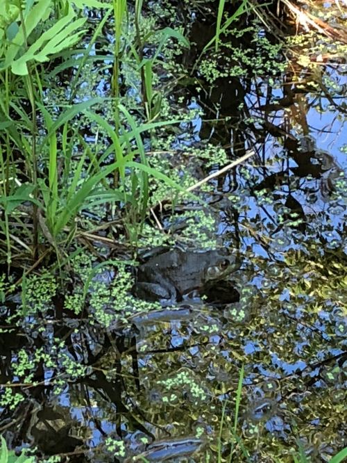 A frog partially submerged in a pond, surrounded by green grass and floating plants, with reflections on the water's surface.