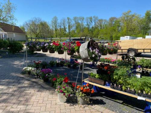 A vibrant display of hanging and potted flowers in a garden center, with greenery in the background and a sunny sky.
