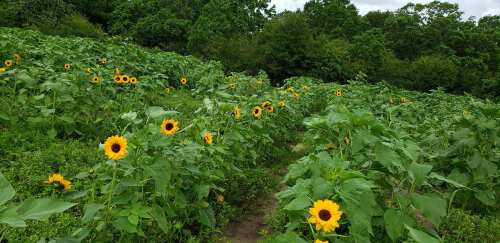 A vibrant field of sunflowers surrounded by lush green foliage under a cloudy sky.