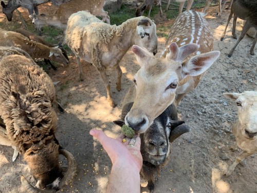 A hand feeding animals, including a deer and a goat, surrounded by sheep in a natural setting.