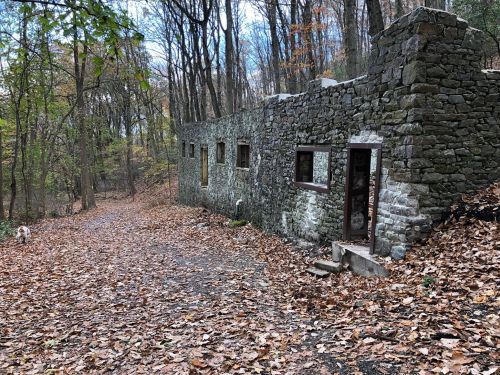 A stone building in a wooded area, surrounded by fallen leaves and trees, with a dog walking nearby.