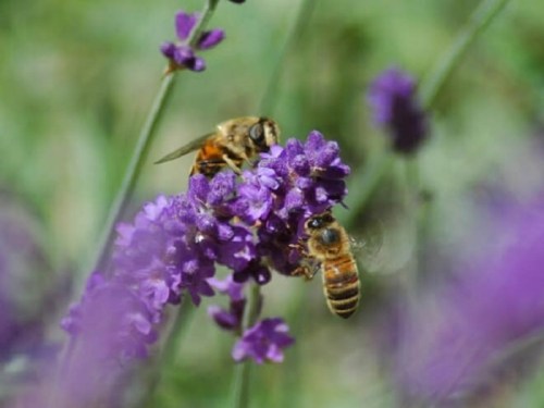 Two bees pollinate vibrant purple flowers in a lush garden setting.