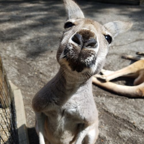 A close-up of a curious kangaroo looking directly at the camera, with another kangaroo resting in the background.