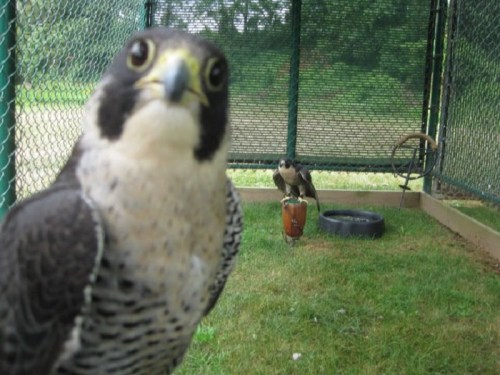A close-up of a peregrine falcon in a cage, with another falcon in the background, surrounded by grass and a tire.