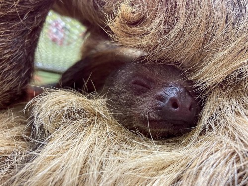 A close-up of a baby sloth nestled in the fur of an adult sloth, eyes closed and looking peaceful.