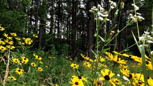A vibrant field of yellow flowers in front of a dense forest, with greenery and wildflowers in the foreground.