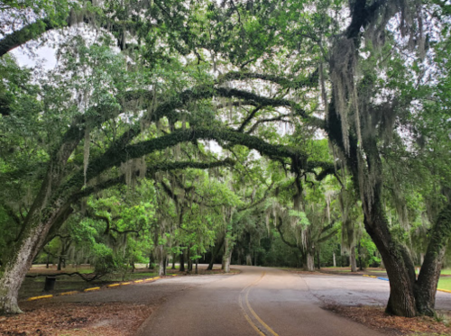A winding road surrounded by lush trees draped with Spanish moss, creating a serene, shaded atmosphere.