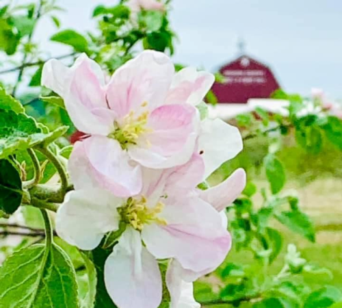 Close-up of delicate pink and white apple blossoms with a red barn blurred in the background.