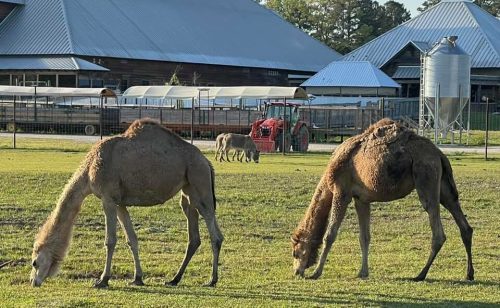 Two camels graze in a grassy field with a barn and tractor in the background under a clear blue sky.
