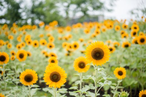 A vibrant field of sunflowers in full bloom, with bright yellow petals and green leaves under a cloudy sky.