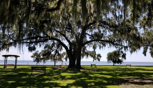 A large tree draped in Spanish moss stands in a park by the water, with benches and a pier visible in the background.