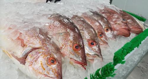 Fresh fish displayed on ice, featuring several whole snapper with bright eyes and scales.