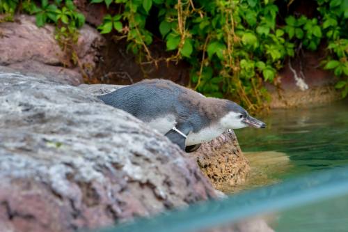 A young penguin perched on a rocky ledge near water, surrounded by greenery.