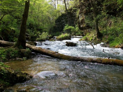 A serene river flows through a lush green forest, with rocks and fallen logs along the banks.