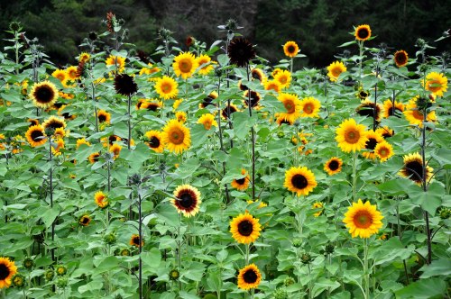 A vibrant field of sunflowers in various shades of yellow and black, surrounded by lush green leaves.