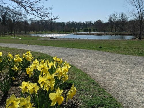 A sunny park scene featuring a path lined with yellow daffodils and a serene pond in the background.