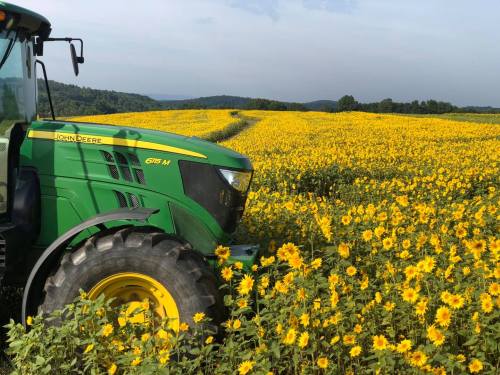 A green John Deere tractor parked in a vibrant field of sunflowers under a clear sky.