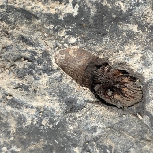 Close-up of a fossilized object embedded in rocky terrain, showing a textured surface and a partially exposed interior.
