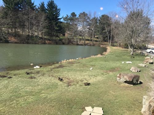 A serene pond surrounded by grass and trees, with ducks scattered along the shore on a sunny day.