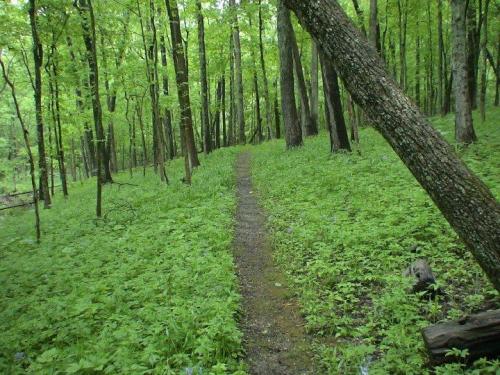 A narrow dirt path winds through a lush green forest filled with tall trees and vibrant undergrowth.
