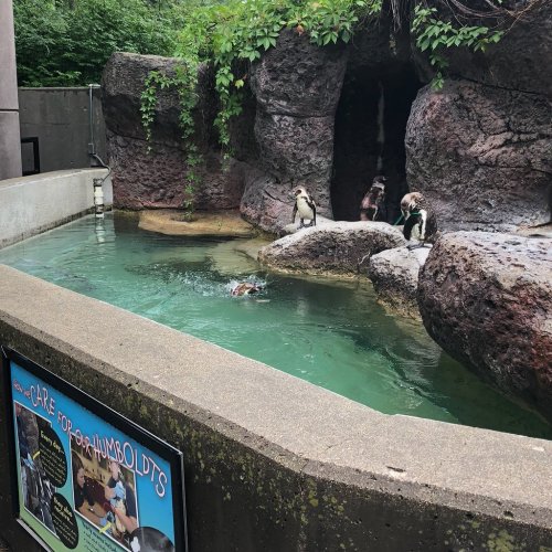 Two penguins stand by a rocky pool, while another swims in the water. A sign about Humboldt penguins is visible nearby.
