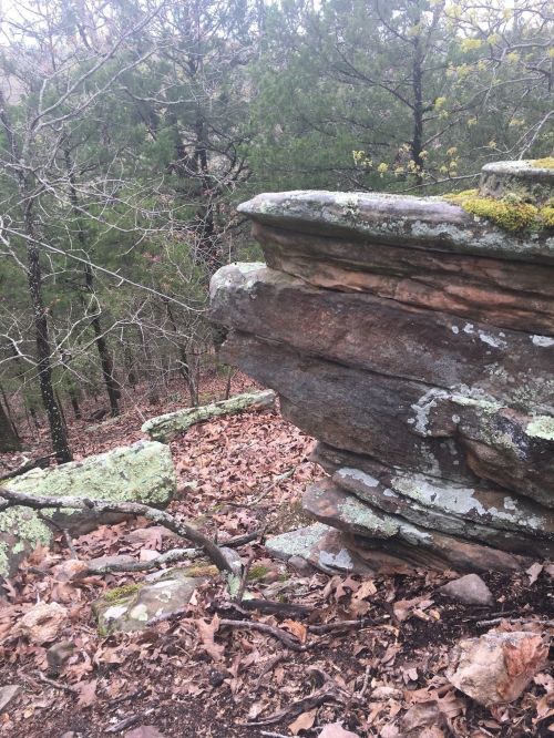 A rocky outcrop covered in moss and surrounded by trees and fallen leaves in a forested area.