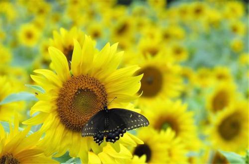 A butterfly perched on a sunflower amidst a field of vibrant yellow sunflowers.