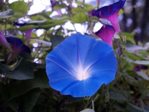 A vibrant blue morning glory flower with a white center, surrounded by green leaves and purple blooms.