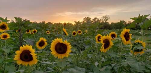 A field of vibrant sunflowers under a sunset sky, with green leaves and trees in the background.