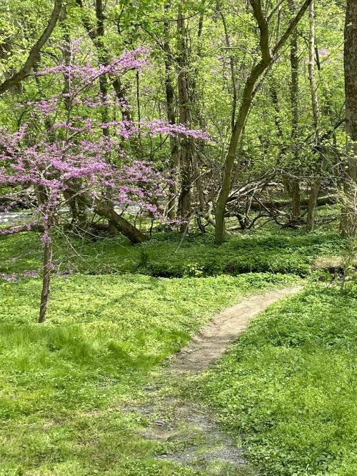 A winding path through a lush green forest, with a blooming pink tree on the left.