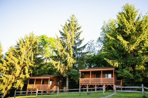 Two wooden cabins surrounded by tall green trees under a clear blue sky.
