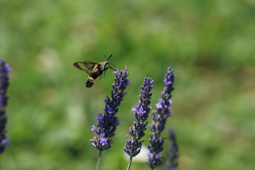 A butterfly hovering near purple lavender flowers against a blurred green background.