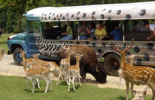 A colorful bus with passengers drives past a group of deer and a bison on a dirt path in a grassy area.