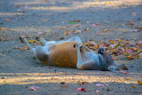 A kangaroo lies on its back on a gravel path, surrounded by fallen leaves, basking in the sunlight.