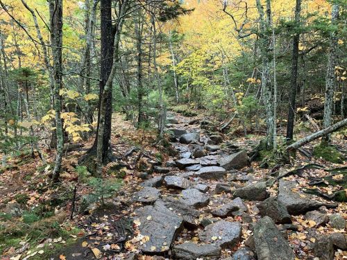 A rocky path winds through a forest with autumn foliage, featuring trees and scattered leaves on the ground.