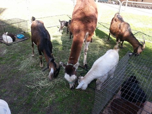 A group of goats, a cow, and rabbits grazing on grass in a fenced area.
