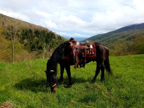 A black horse with a saddle grazes in a lush green field, surrounded by rolling hills and trees under a cloudy sky.
