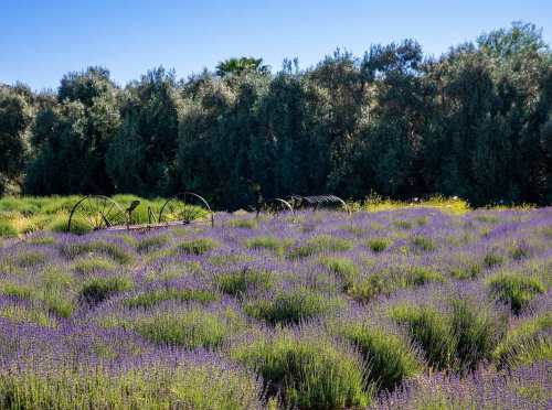 A vibrant lavender field in full bloom, surrounded by lush greenery and clear blue skies.