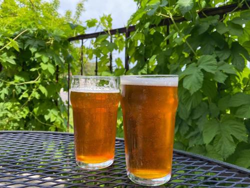 Two glasses of beer sit on a black table, surrounded by lush green foliage.