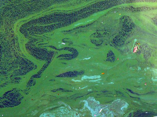 Aerial view of green algae covering a body of water, with swirling patterns and some debris visible.