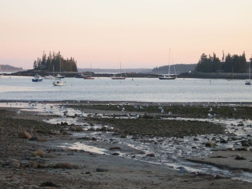 A serene coastal scene at sunset, featuring boats in the water and seagulls on the shore with trees in the background.