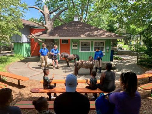A small outdoor animal presentation with two ponies, as visitors watch from benches under trees.