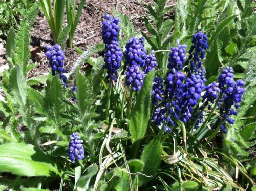 A cluster of vibrant blue flowers surrounded by green leaves in a garden setting.