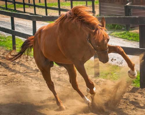 A chestnut horse playfully kicks up dust in a sandy area, surrounded by a wooden fence and green grass.