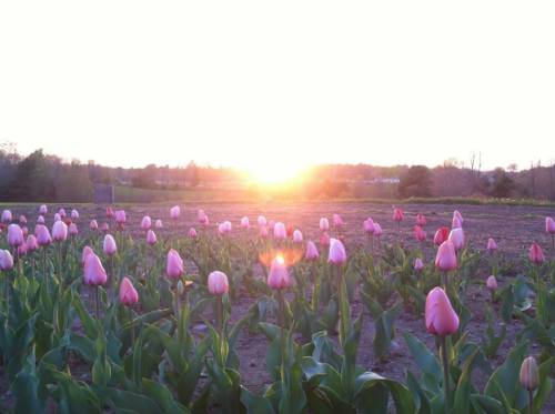 A field of pink tulips in bloom with a bright sunset in the background, casting a warm glow over the landscape.